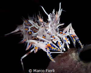 Spiny Tiger Shrimp, landing on Sponge by Marco Fierli 
